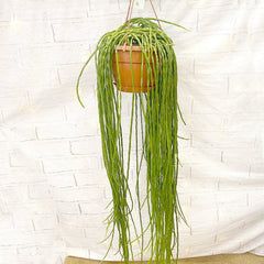 55 - 65cm Rhipsalis Paradoxa Minor in Hanging Pot 21cm Pot House Plant House Plant