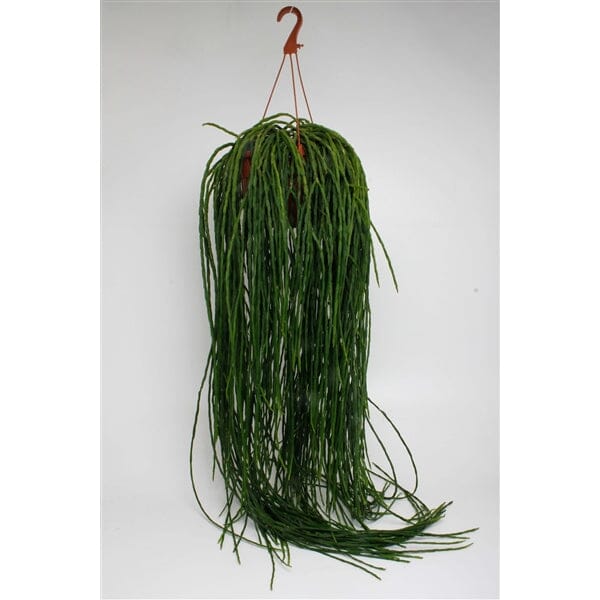 55 - 65cm Rhipsalis Paradoxa Minor in Hanging Pot 21cm Pot House Plant House Plant