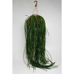55 - 65cm Rhipsalis Paradoxa Minor in Hanging Pot 21cm Pot House Plant House Plant