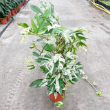 55 - 65cm Variegated Marble Pinnatum on mosspole Pothos 17cm Pot House Plant House Plant