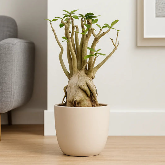 55 - 65cm Adenium Arabicum Desert Rose House Plant 24cm Pot