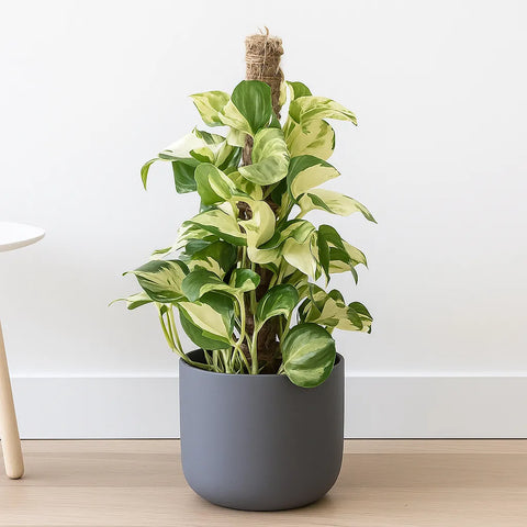 manjula pothos benefits 55