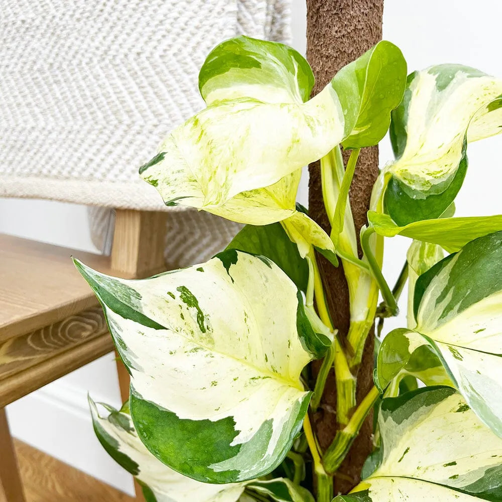 manjula pothos benefits 55