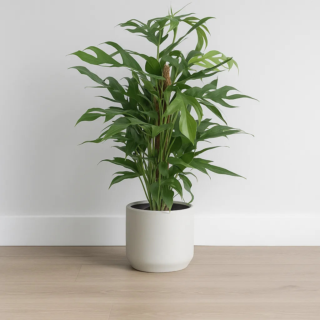 55 - 65cm Epipremnum Pinnatum Baltic Blue on Mosspole 17cm Pot House Plant