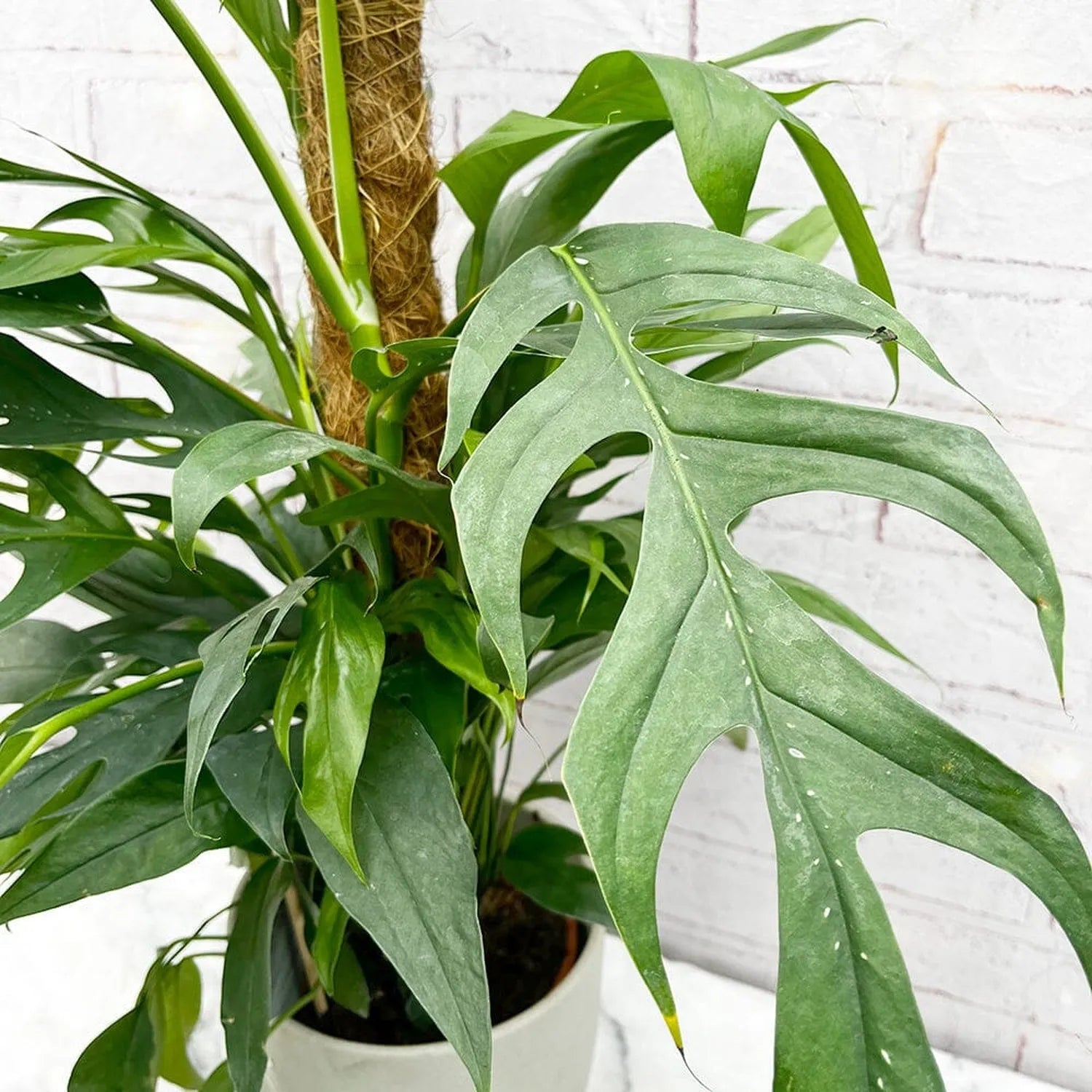 baltic blue pothos moss pole 55