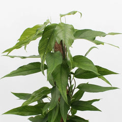55 - 65cm Epipremnum Skeleton Key on Mosspole Pothos 17cm Pot House Plant