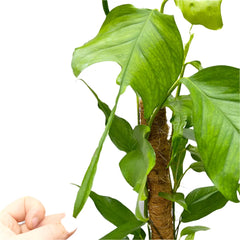 55 - 65cm Epipremnum Skeleton Key on Mosspole Pothos 17cm Pot House Plant