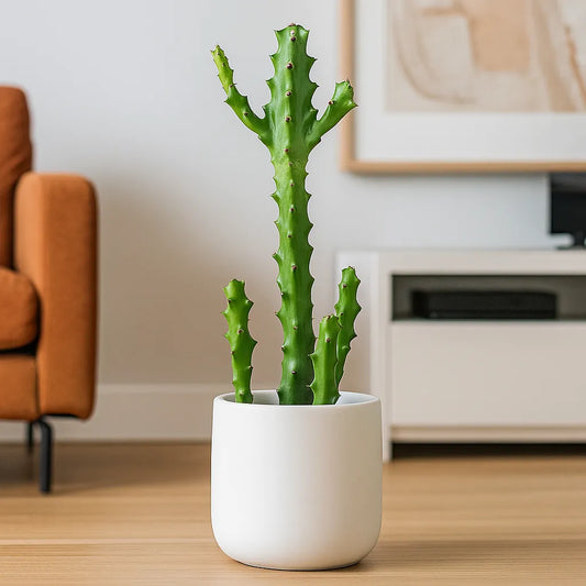 55 - 65cm Euphorbia Ingens Cactus House Plant 21cm Pot