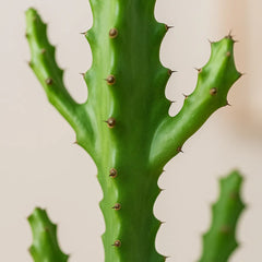 55 - 65cm Euphorbia Ingens Cactus House Plant 21cm Pot