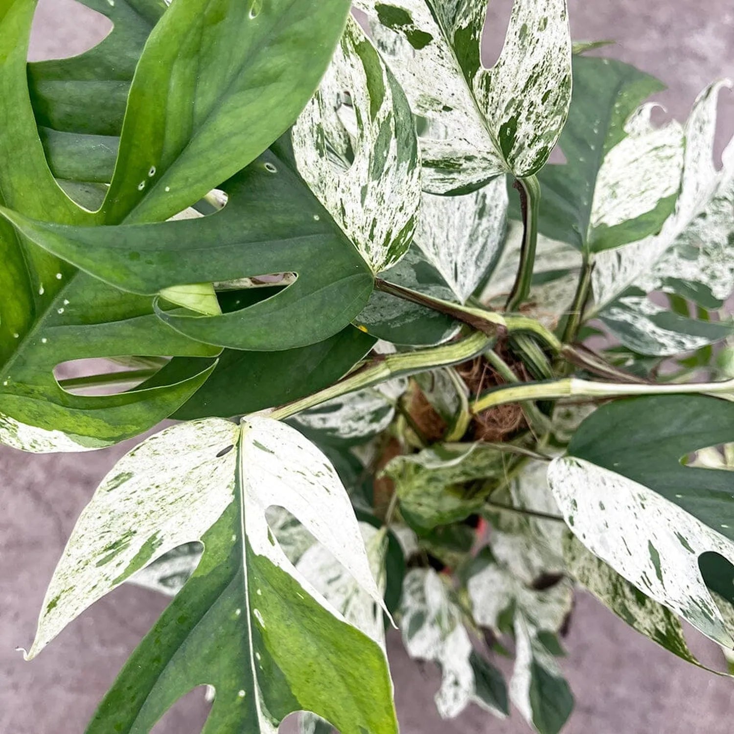 55 - 65cm Variegated Marble Pinnatum on mosspole Pothos 17cm Pot House Plant