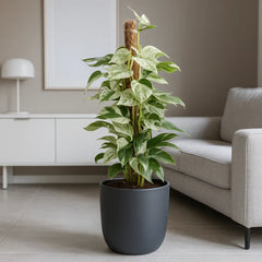 55 - 65cm Variegated Marble Pinnatum on mosspole Pothos 17cm Pot House Plant