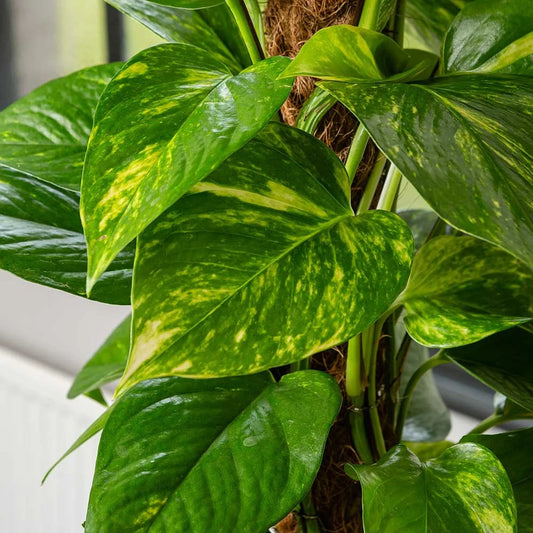 55 - 65cm  Epipremnum Aureum Pothos on Mosspole 15cm Pot House Plant