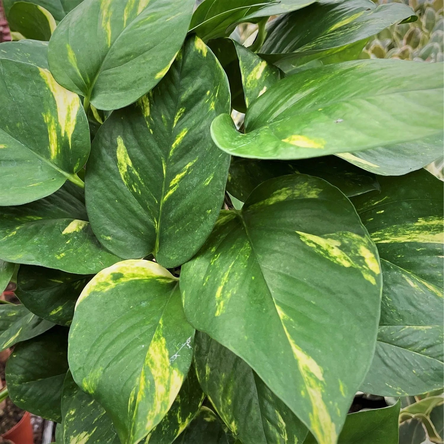 55 - 65cm  Epipremnum Aureum Pothos on Mosspole 15cm Pot House Plant