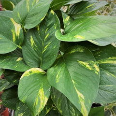 55 - 65cm  Epipremnum Aureum Pothos on Mosspole 15cm Pot House Plant