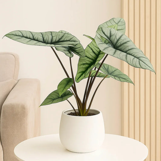 55 - 70cm Alocasia Platinum XL House Plant 19cm Pot