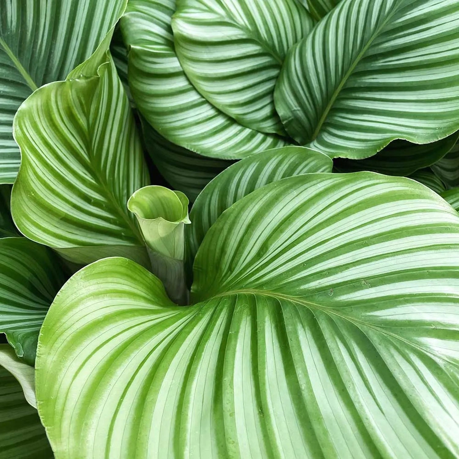 55 - 70cm Calathea Orbifolia Prayer Plant 17cm pot