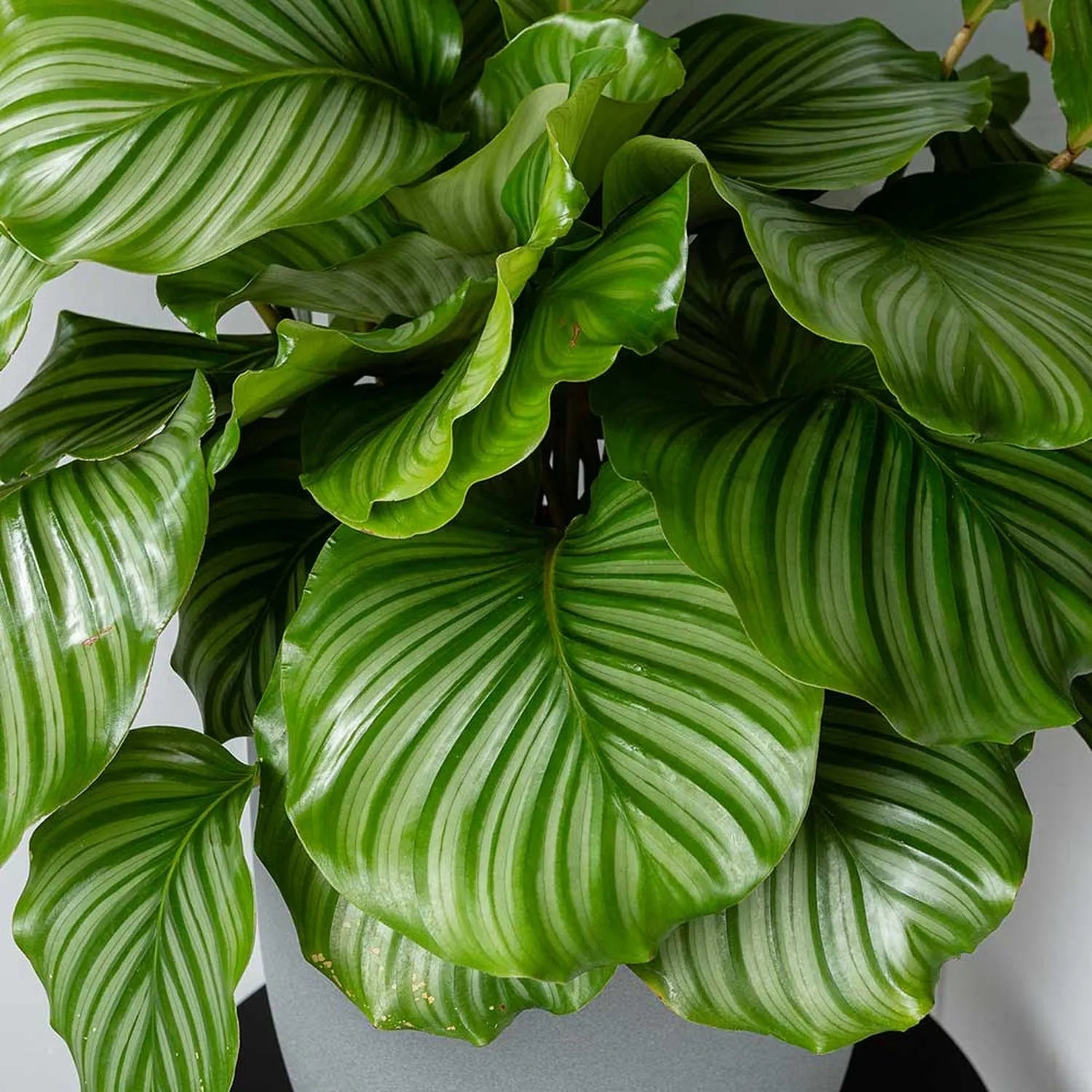 55 - 70cm Calathea Orbifolia Prayer Plant 17cm pot