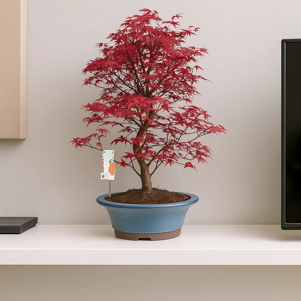 55 - 75cm Bonsai Acer Palmatum Deshojo Tree 26cm Ceramic Pot House Plant