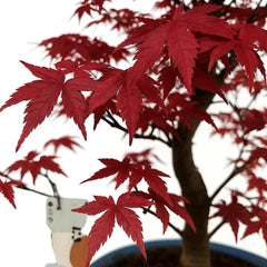 55 - 75cm Bonsai Acer Palmatum Deshojo Tree 26cm Ceramic Pot House Plant