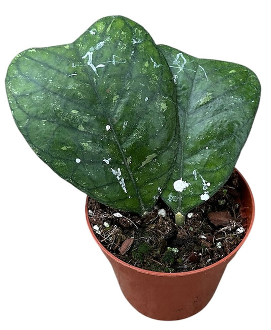 Hoya Deykeae 8cm Pot 10cm Height House Plant