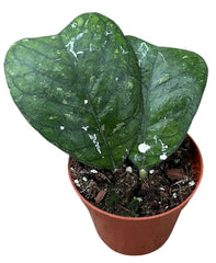 Hoya Deykeae 8cm Pot 10cm Height House Plant
