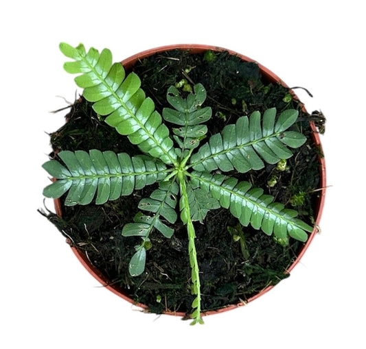 Biophytum Zenkeri 8cm Pot 15cm Height House Plant