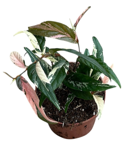 15 - 20cm Pink Ficus Sagittata Variegated House Plant 9cm Pot
