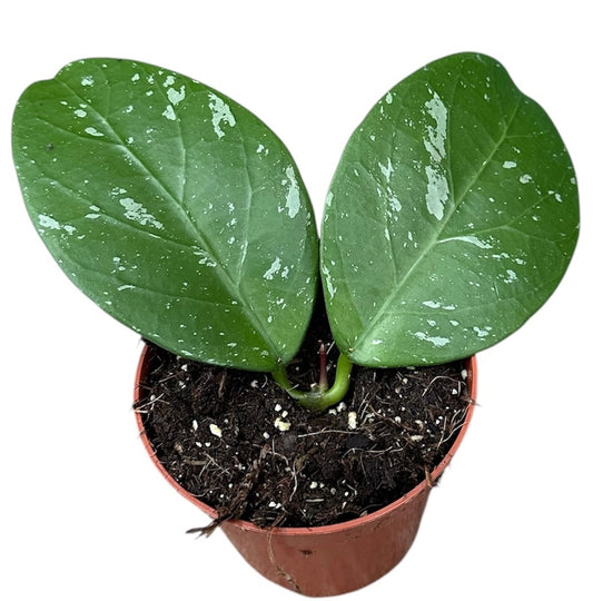 Hoya Lai Chau 8cm Pot 10cm Height House Plant