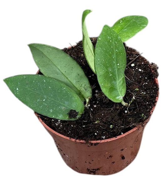 Hoya Scortechinii White 10.5cm Pot 10cm Height House Plant