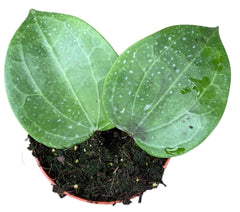 Hoya Latifolia Green 10.5cm Pot 15cm Height House Plant