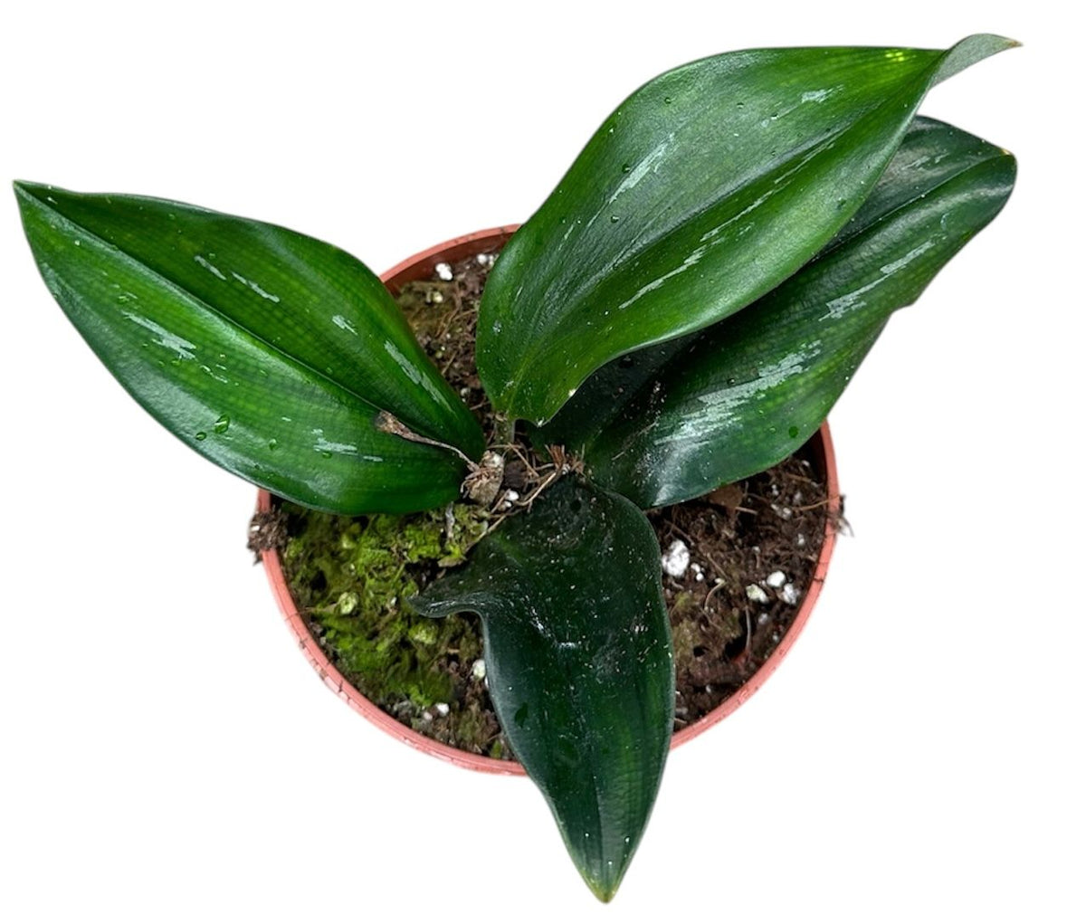 Scaphochlamys Scintillans Dark 10.5cm Pot 20cm Height House Plant