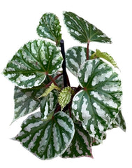 Begonia Cream Powder 14cm Pot 35cm Height House Plant