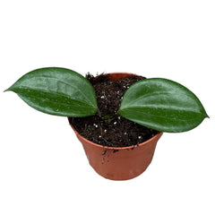 10 - 15cm Hoya Quinquenervia House Plant 10,5 cm Pot