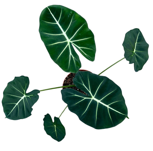 Alocasia Micholitziana Round Type 17cm Pot 45cm Height House Plant