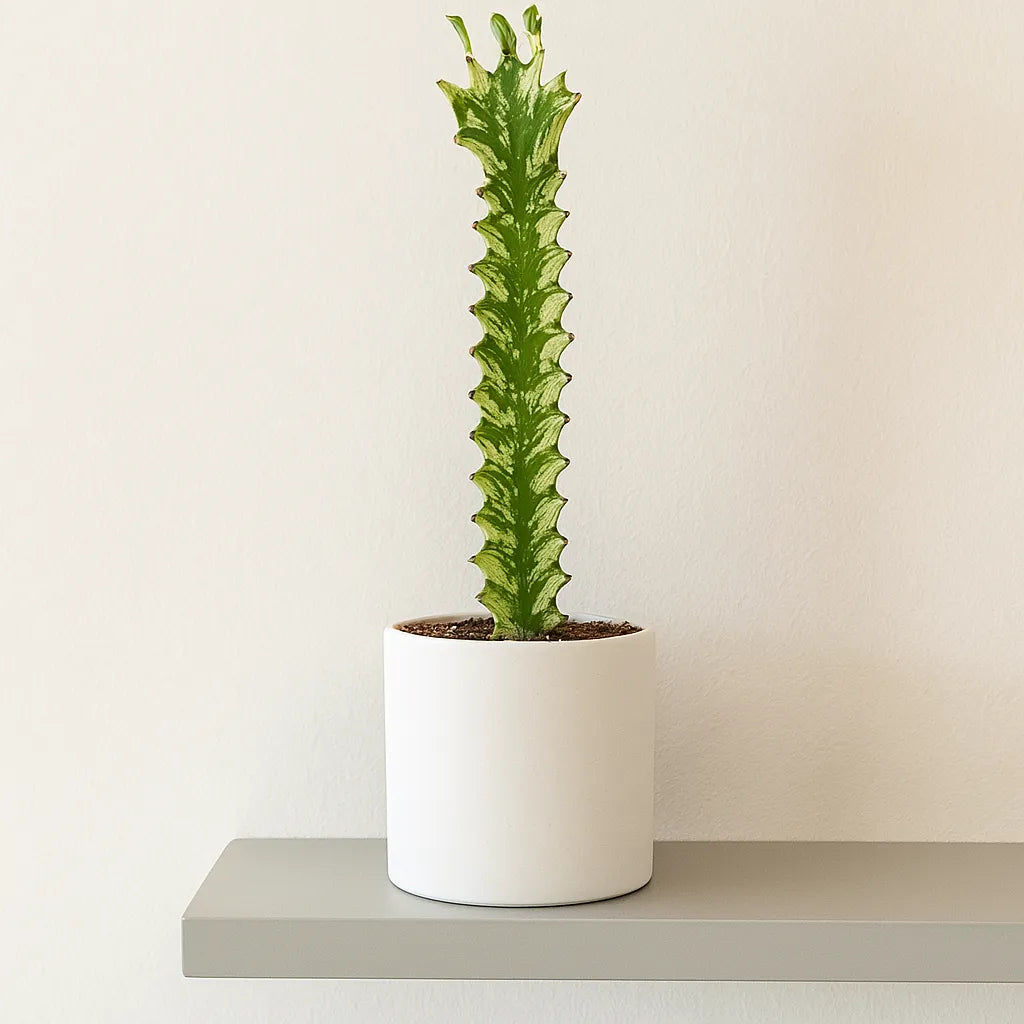 5 - 10cm Euphorbia Lactea Variegata 8cm Pot House Plant