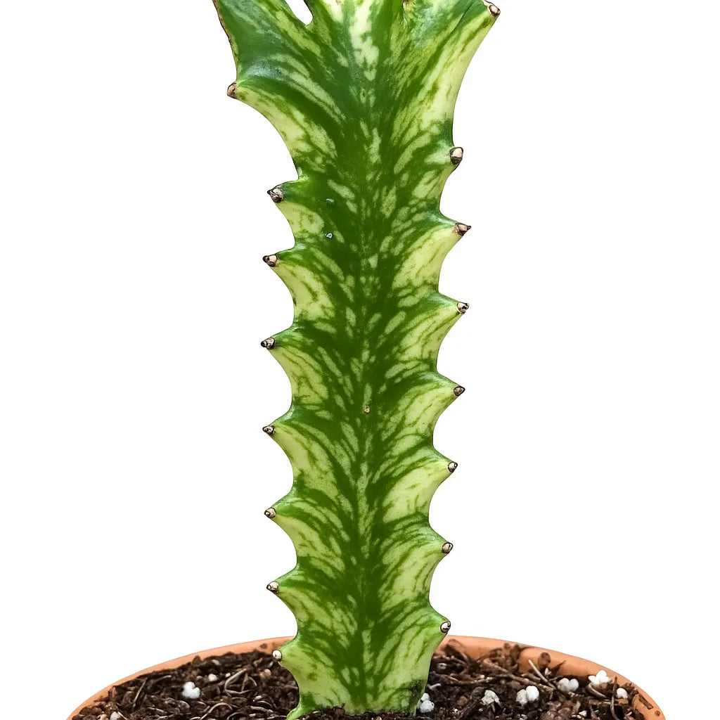 5 - 10cm Euphorbia Lactea Variegata 8cm Pot House Plant