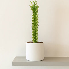 5 - 10cm Euphorbia Lactea Variegata 8cm Pot House Plant