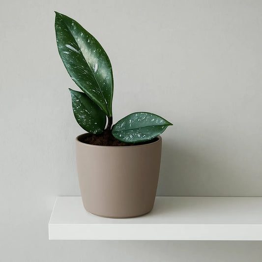 5 - 10cm Hoya Carnosa Stardust 10.5cm Pot House Plant