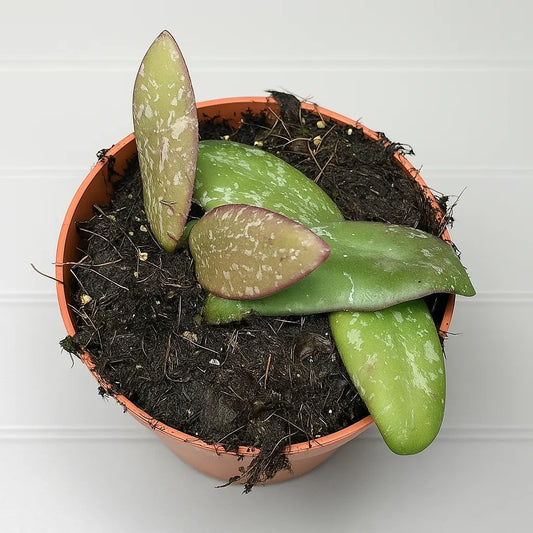 5 - 10cm Hoya Sigillatis Silver 10.5cm Pot House Plant