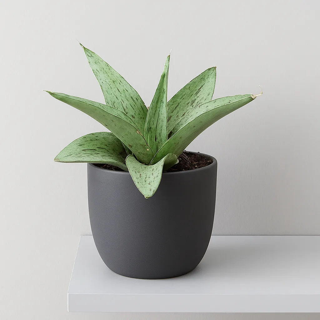 5 - 10cm Sansevieria Cinta 8cm Pot House Plant