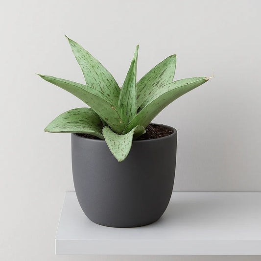 5 - 10cm Sansevieria Cinta 8cm Pot House Plant