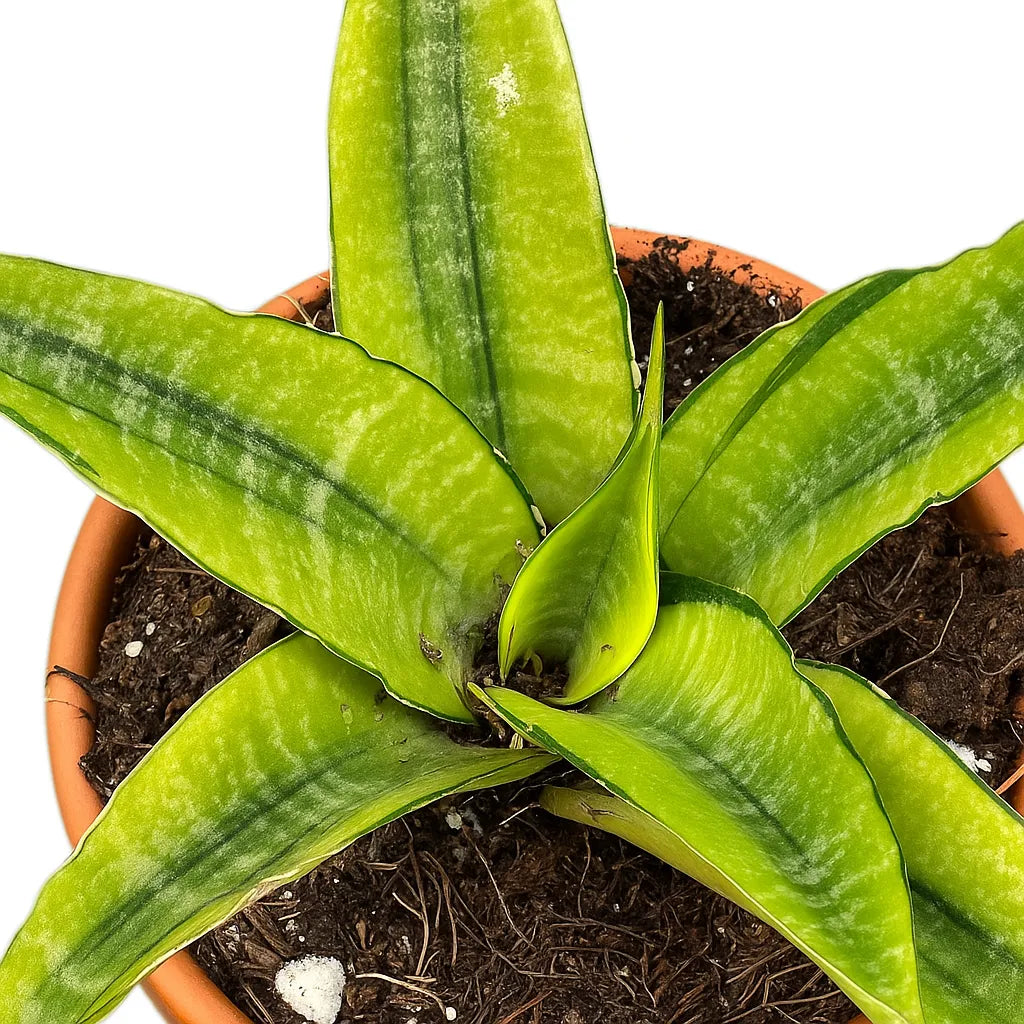 5 - 10cm Sansevieria Gabriella Variegata 8cm Pot House Plant