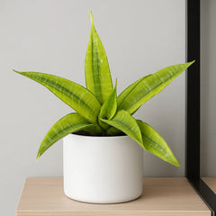 5 - 10cm Sansevieria Gabriella Variegata 8cm Pot House Plant