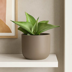 5 - 10cm Sansevieria Manee Thawee 8cm Pot House Plant