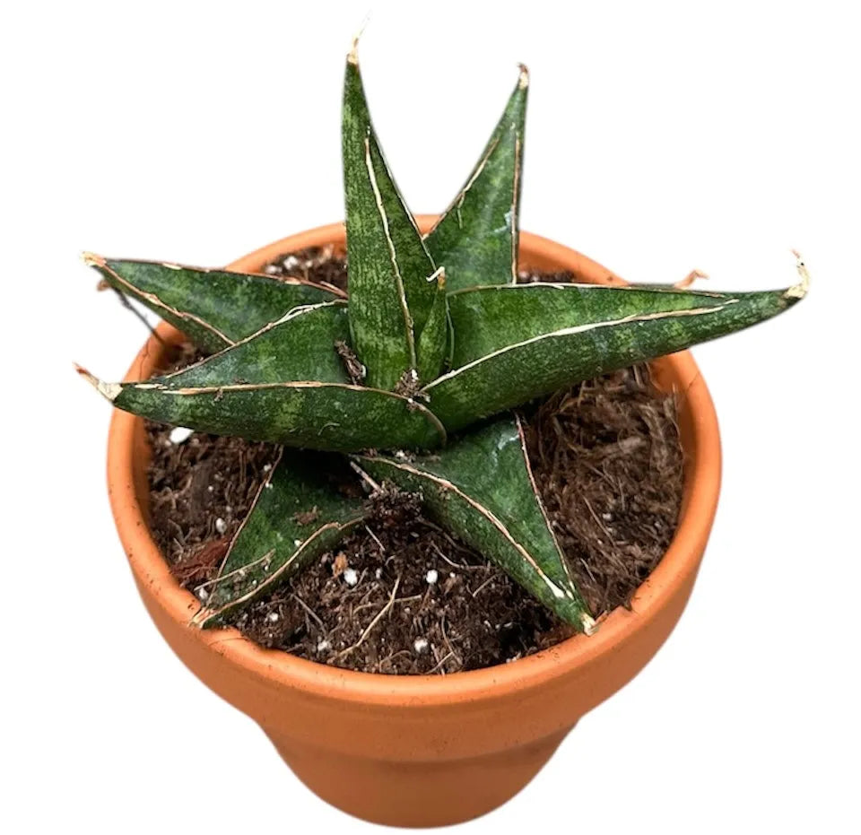 5 - 10cm Sansevieria Prabun House 8cm Pot House Plant