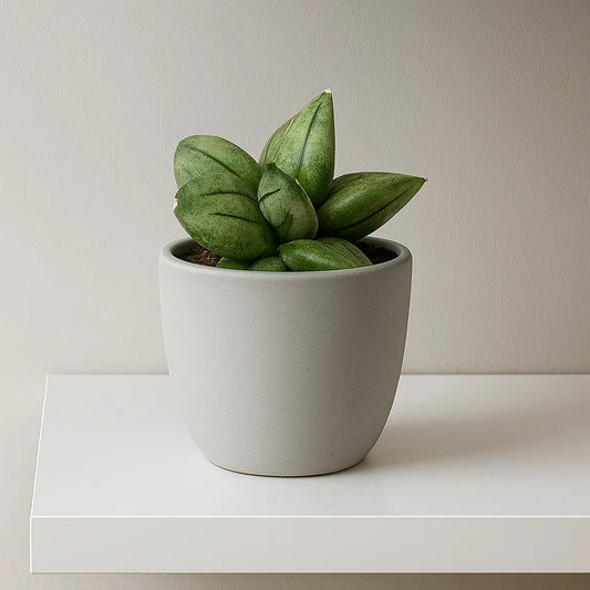 5 - 10cm Sansevieria Pyramid 10.5 Pot House Plant
