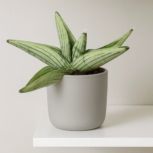 5 - 10cm Sansevieria Rookie 8cm Pot House Plant