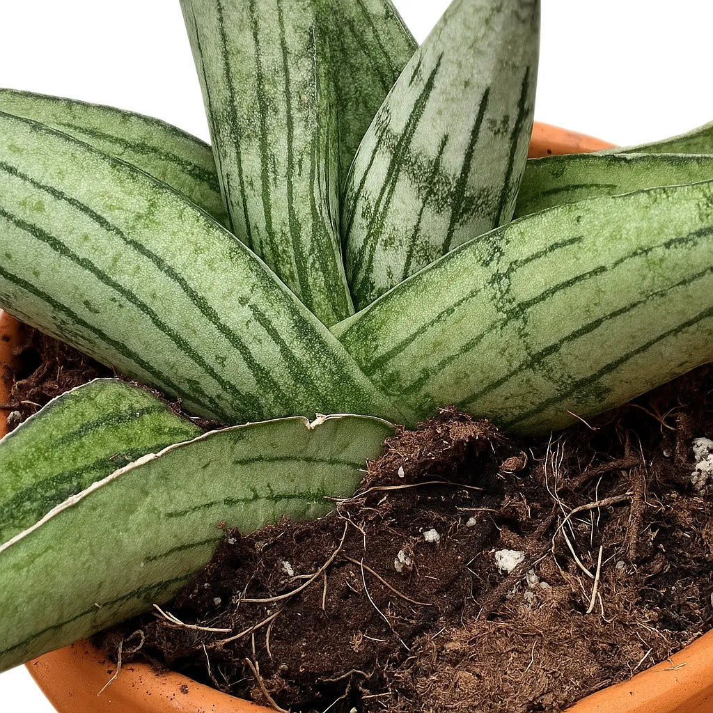 5 - 10cm Sansevieria Rookie 8cm Pot House Plant