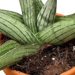 5 - 10cm Sansevieria Rookie 8cm Pot House Plant