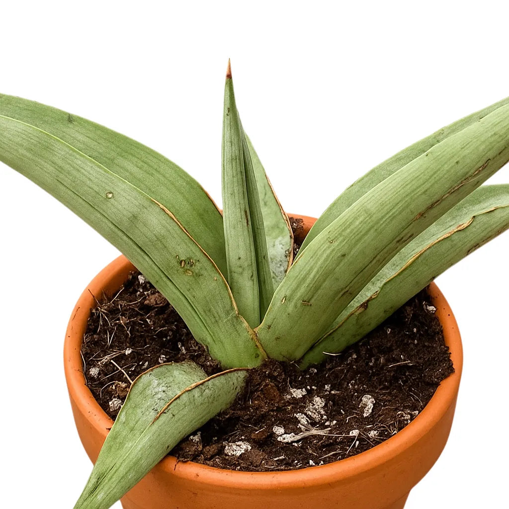 5 - 10cm Sansevieria Swan Dancer 8cm Pot House Plant